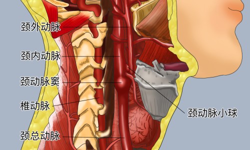 按摩器的功效和作用图片-按摩器的功效和作用网 - 按摩器的功效和作用是什么,按摩器的功效和作用是什么